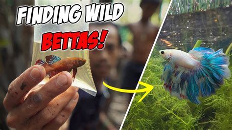 betta fish natural habitat|Natural habitat .